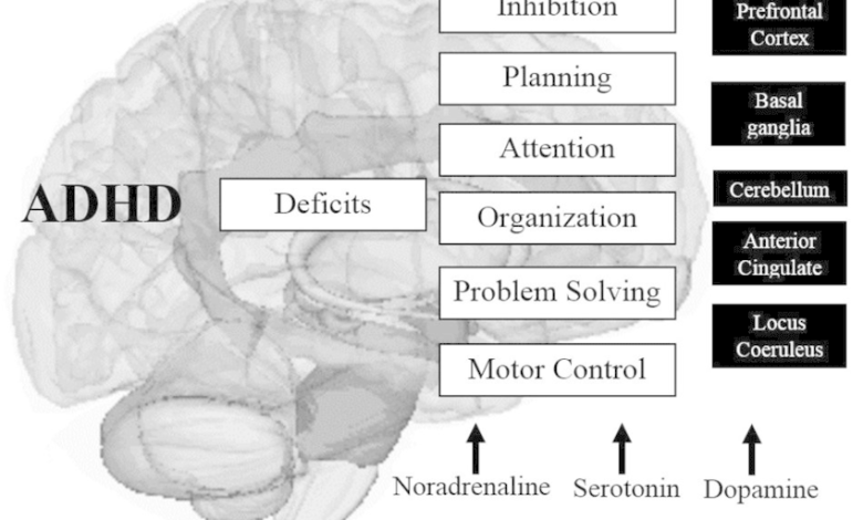 ADHD And Brain Structure & Function